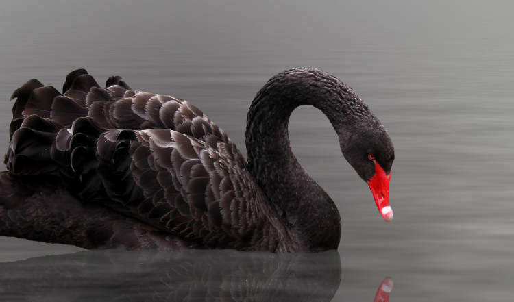  LRO Property Insurance Black Swans and Unicorns
